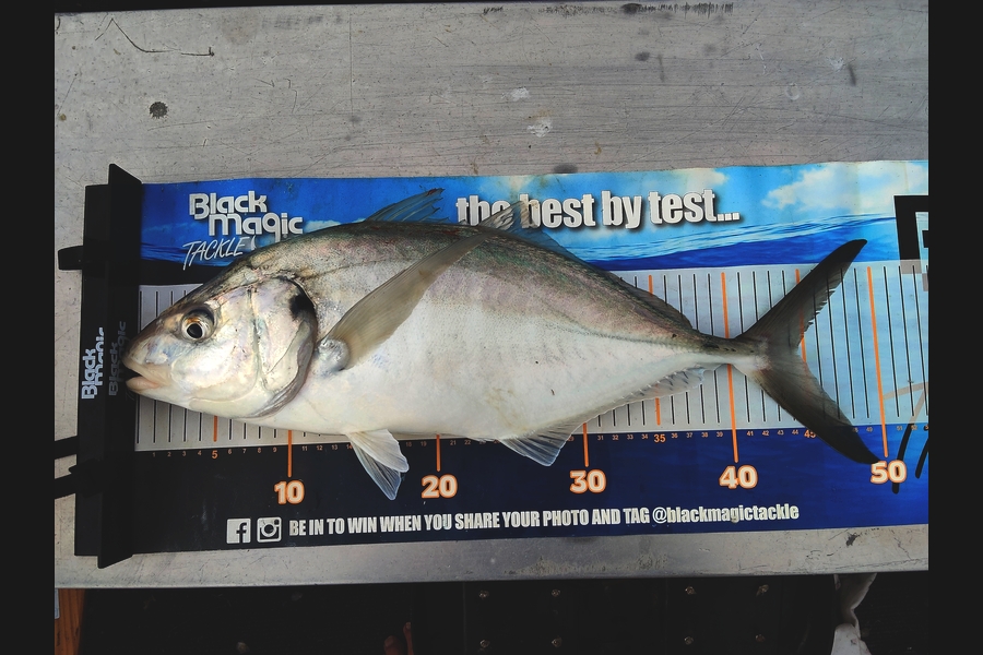 Mark  Cameron  caught this 44.0cm Trevally at Northland during The Export NZ Fishing Competition