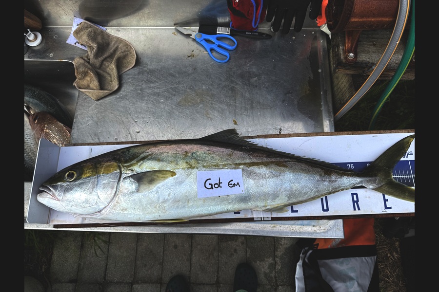 Mark Ray caught this 85.0cm Kingfish at Bay of Plenty during The Export NZ Fishing Competition