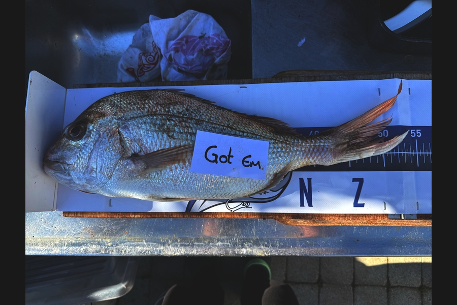 Mark Ray caught this 48.0cm Snapper at Bay of Plenty during The Export NZ Fishing Competition