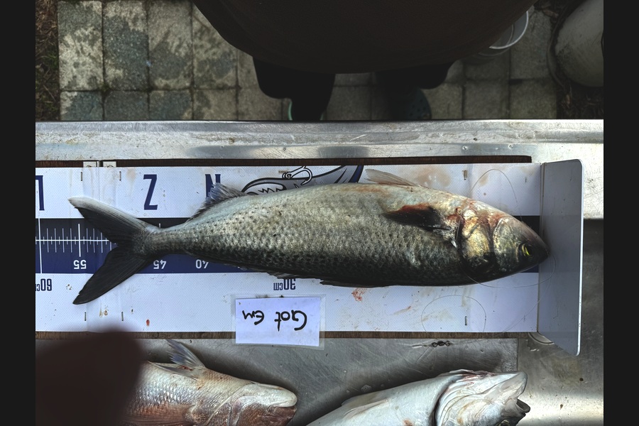 Mark Ray caught this 50.0cm Kahawai at Bay of Plenty during The Export NZ Fishing Competition