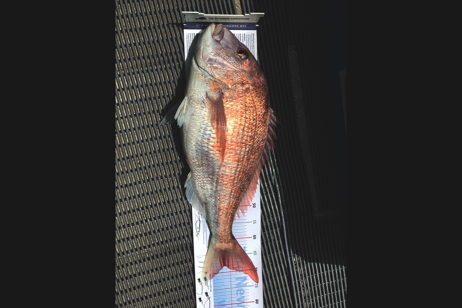 Greg Watkins caught this 67.5cm Snapper at Outer gulf during The Export NZ Fishing Competition