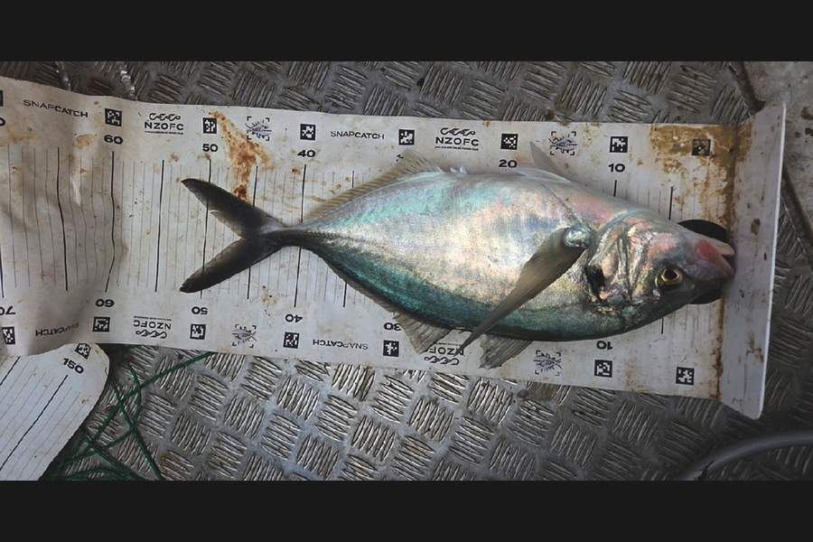 Ben Cullen caught this 46.0cm Trevally at Auckland during The Export NZ Fishing Competition