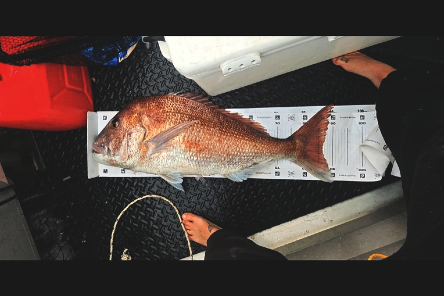 Raymond Heald caught this 86cm Snapper at Northland during The Export NZ Fishing Competition