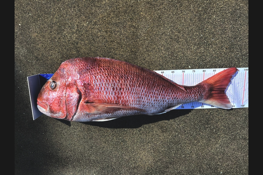 Kevin  Wilcock caught this 90.0cm Snapper at Northland during The Export NZ Fishing Competition