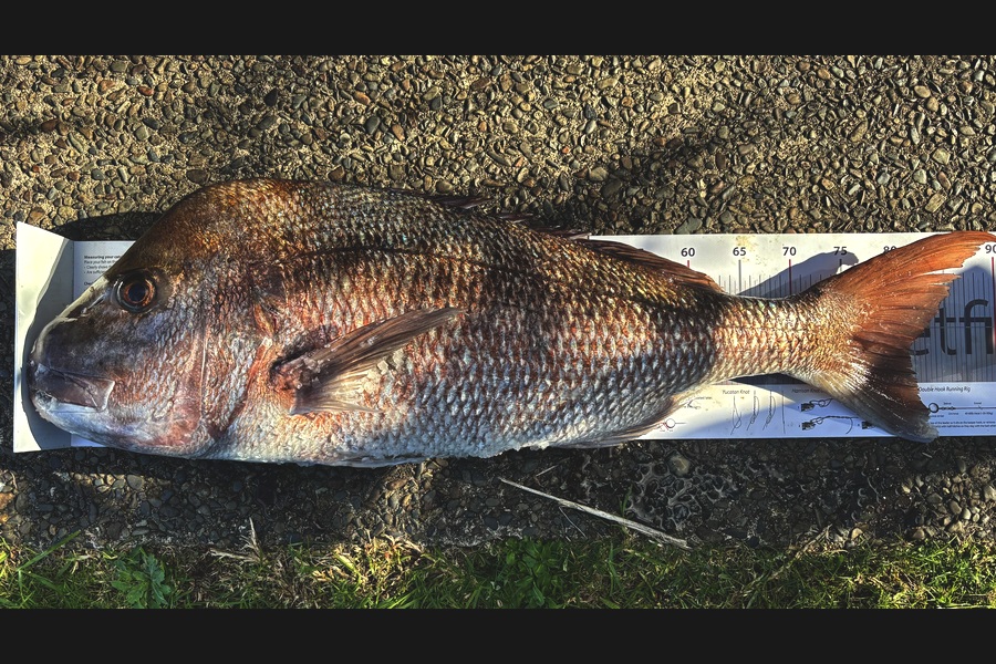 Tom Clancy caught this 80.0cm Snapper at Coromandel during The Export NZ Fishing Competition