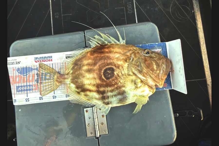 Trent Wales caught this 51.0cm John Dory at Nelson/Marlborough during The Export NZ Fishing Competition