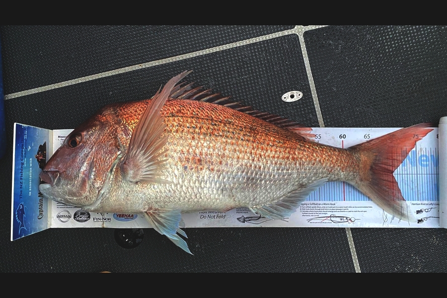 Andrew Friesen caught this 70.0cm Snapper at Nelson/Marlborough during The Export NZ Fishing Competition