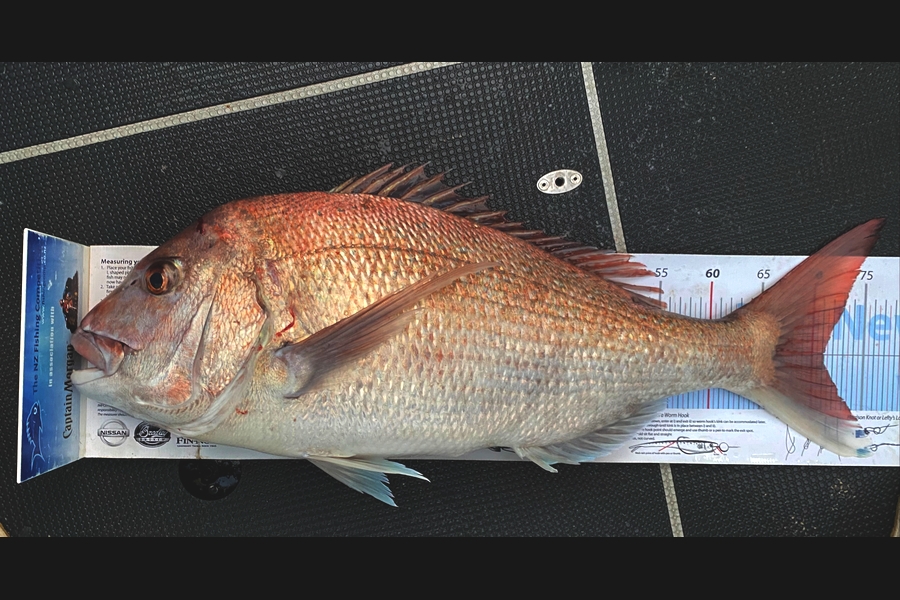 Mason Durry caught this 71.0cm Snapper at Nelson/Marlborough during The Export NZ Fishing Competition