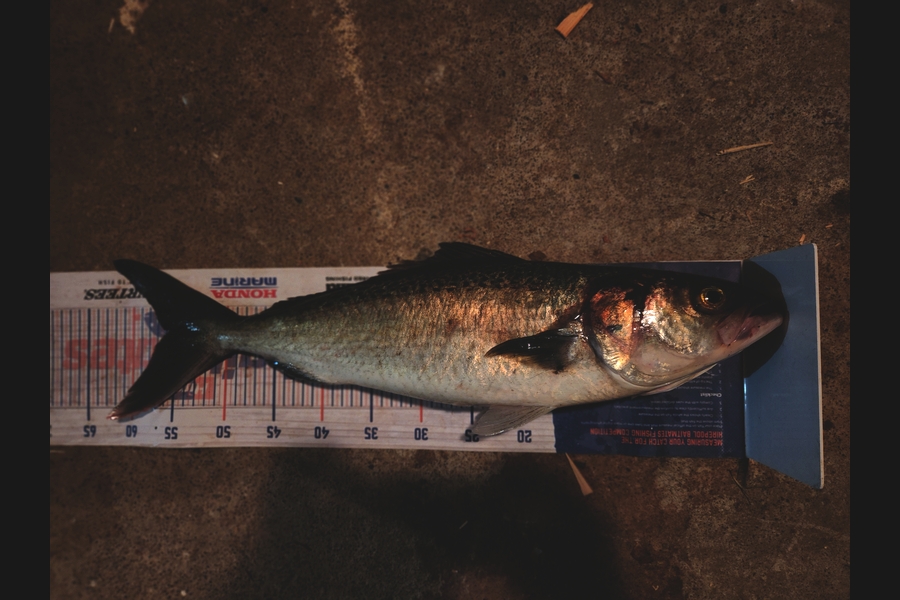 Cory Piggales caught this 55.5cm Kahawai at Auckland during The Export NZ Fishing Competition