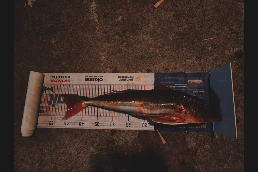 Cory Piggales caught this 45.0cm Gurnard at Auckland during The Export NZ Fishing Competition