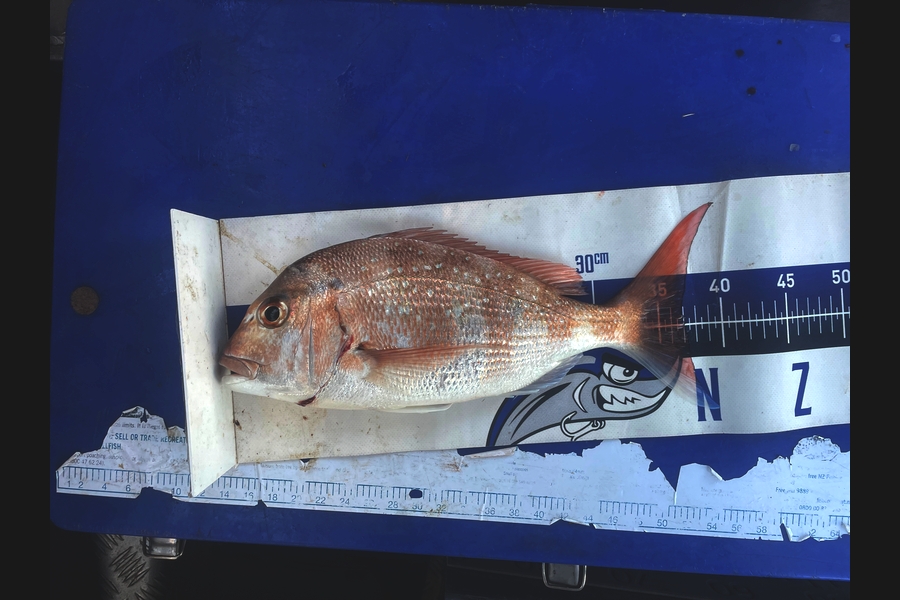 Matt Harrison caught this 37.0cm Snapper at Northland during The Export NZ Fishing Competition
