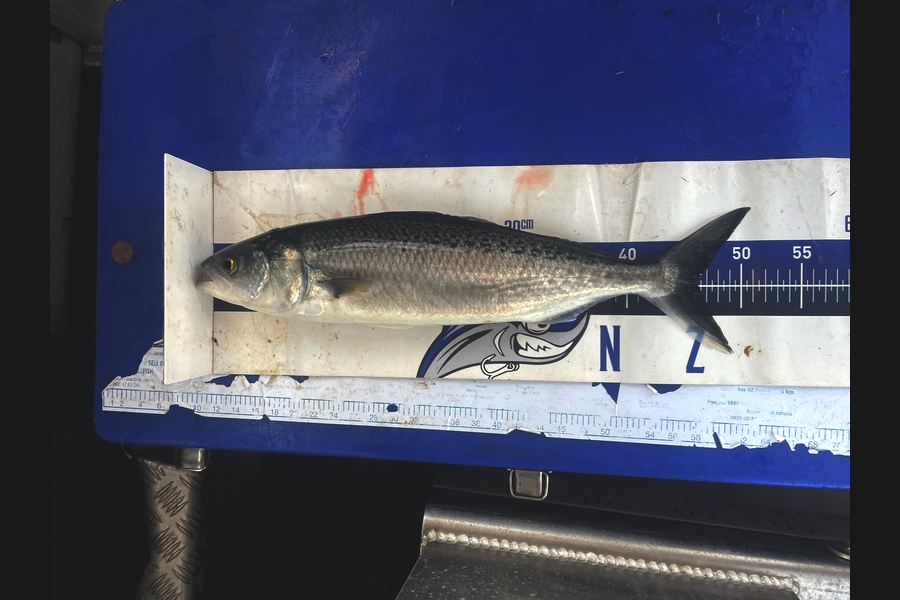 Matt Harrison caught this 46.5cm Kahawai at Northland during The Export NZ Fishing Competition