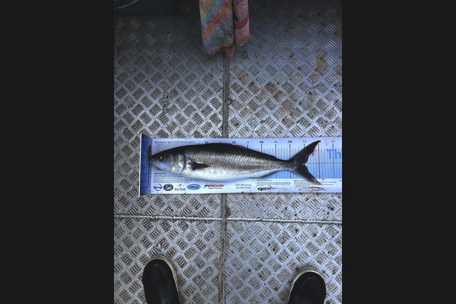 Jarrad Urwin caught this 55.0cm Kahawai at Northland during The Export NZ Fishing Competition