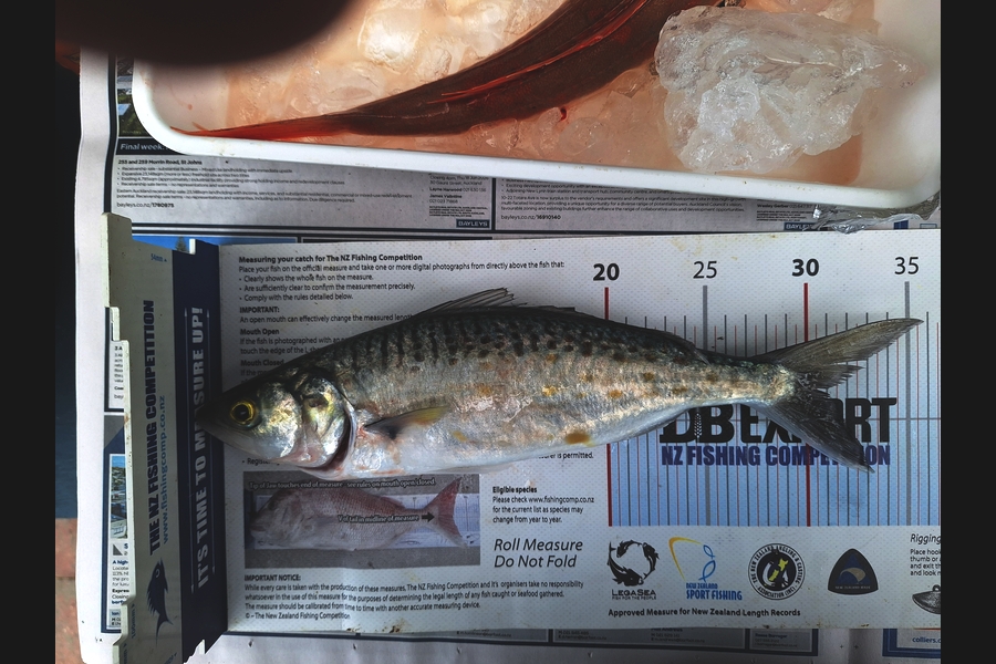 Dick Bavelaar caught this 30.0cm Kahawai at Auckland during The Export NZ Fishing Competition