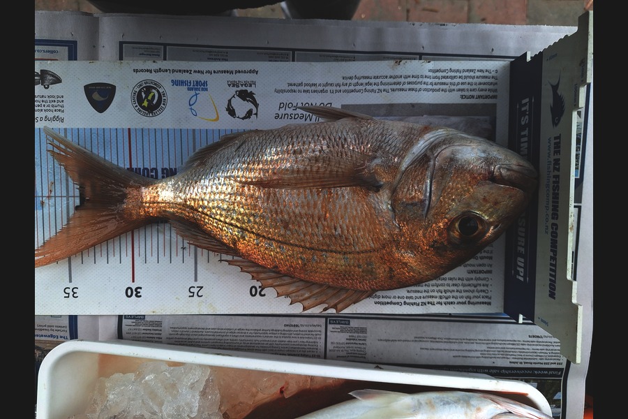 Dick Bavelaar caught this 33.5cm Snapper at Auckland during The Export NZ Fishing Competition