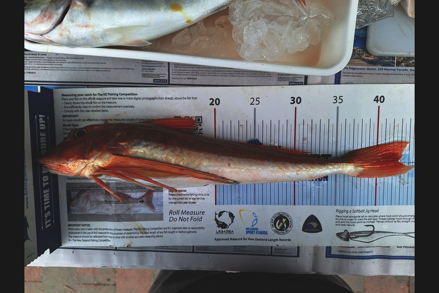Dick Bavelaar caught this 42.5cm Gurnard at Auckland during The Export NZ Fishing Competition