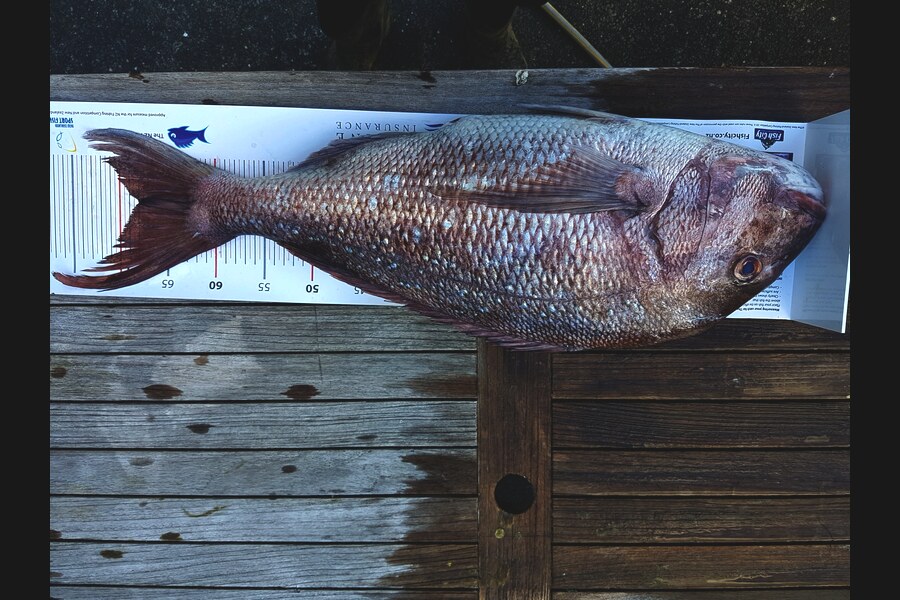 Andrew Wilson caught this 68.0cm Snapper at hauraki gulf during The Export NZ Fishing Competition