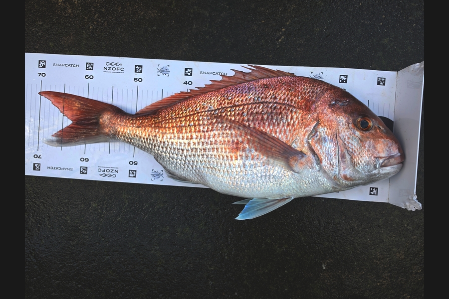 Tyson Graham caught this 63.0cm Snapper at Wellington during The Export NZ Fishing Competition