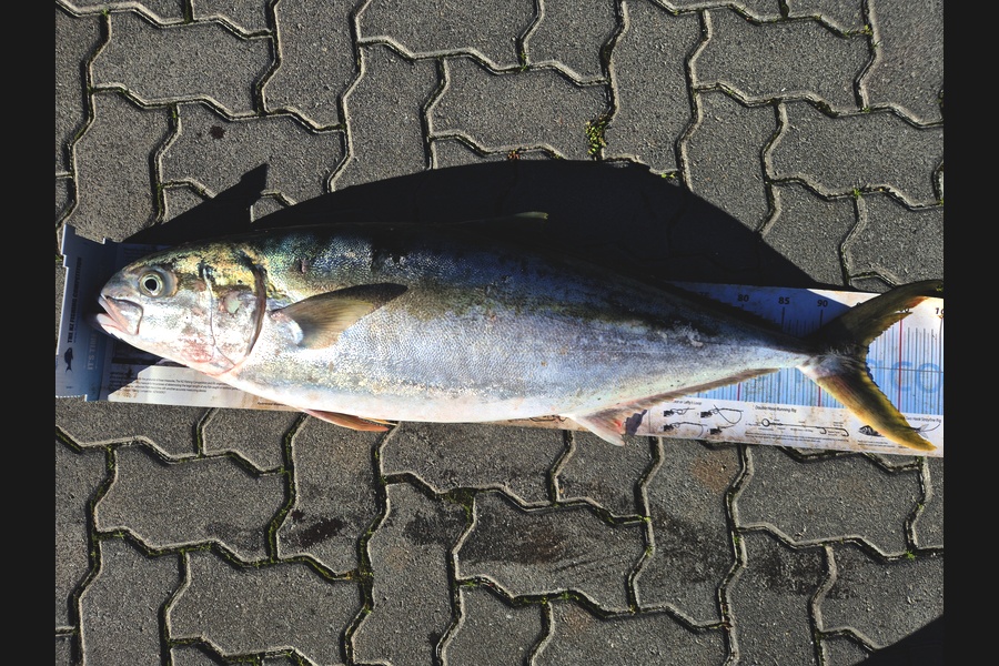 Jordan Boyd caught this 95.5cm Kingfish at Wellington during The Export NZ Fishing Competition