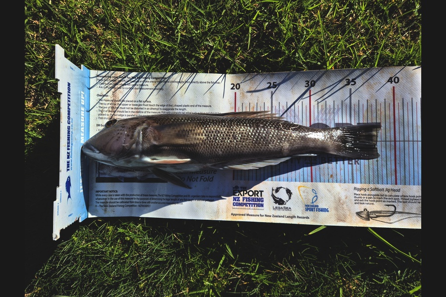 Jordan Boyd caught this 37.5cm Blue Cod at Wellington during The Export NZ Fishing Competition