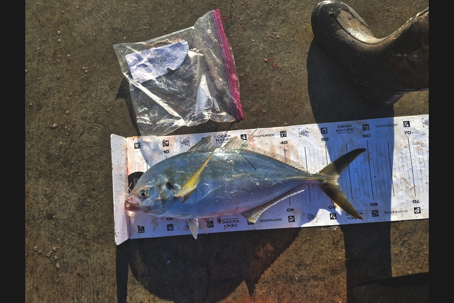 Craig Nelder caught this 51.5cm Trevally at Northland during The Export NZ Fishing Competition