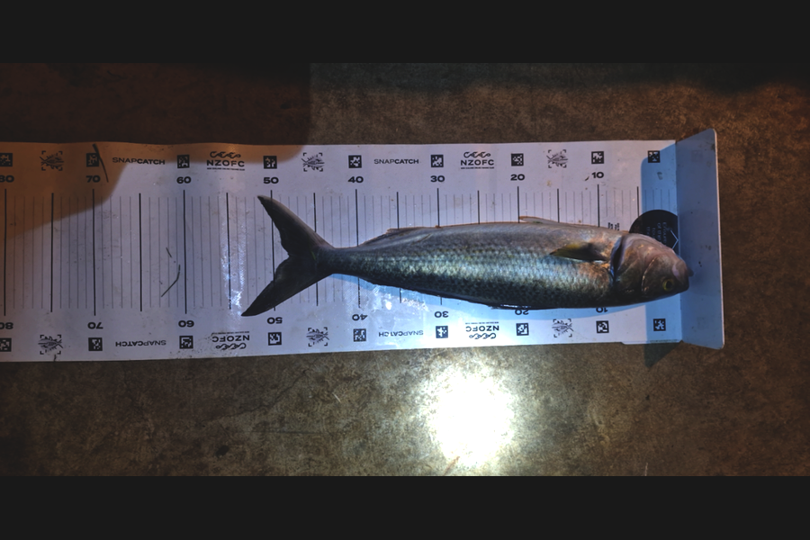 Craig Nelder caught this 48.0cm Kahawai at Northland during The Export NZ Fishing Competition