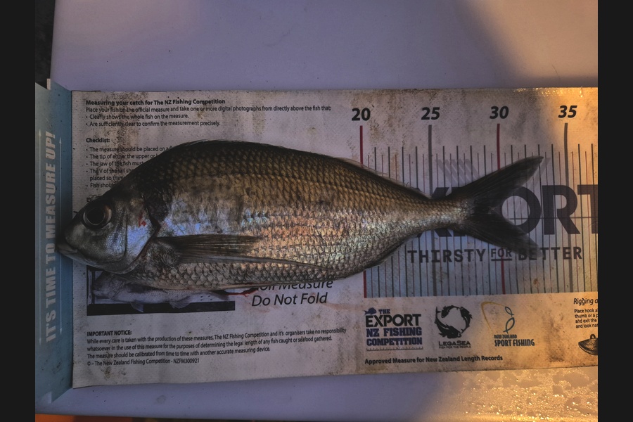 Jordan Boyd caught this 29.5cm Tarakihi at Wellington during The Export NZ Fishing Competition