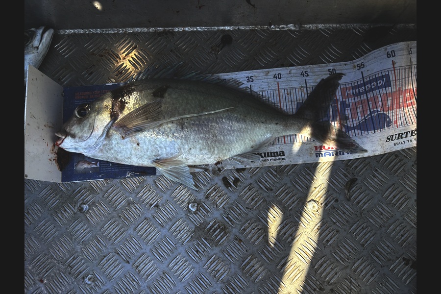 Peter Duxfield caught this 47.0cm Tarakihi at Taranaki during The Export NZ Fishing Competition