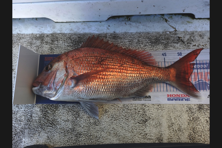 Sandra Dicker caught this 52.0cm Snapper at Waikato during The Export NZ Fishing Competition