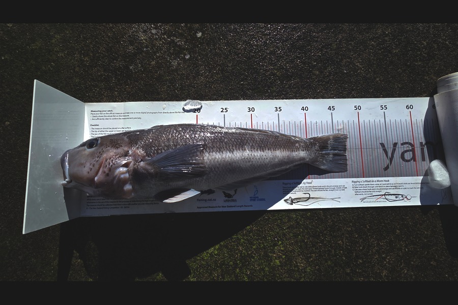 Chilton  Atherton  caught this 47.0cm Blue Cod at Taranaki during The Export NZ Fishing Competition