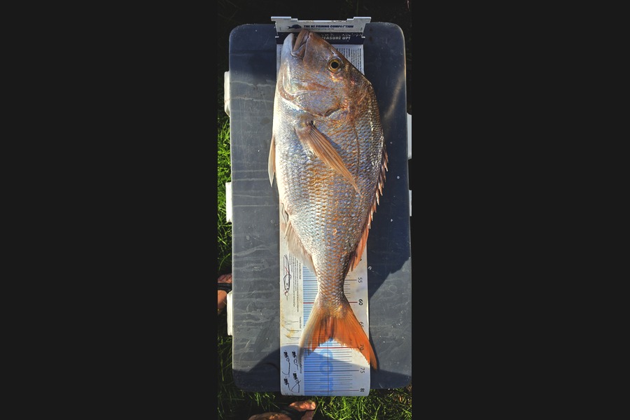 Spencer Roff caught this 68.0cm Snapper at Auckland during The Export NZ Fishing Competition