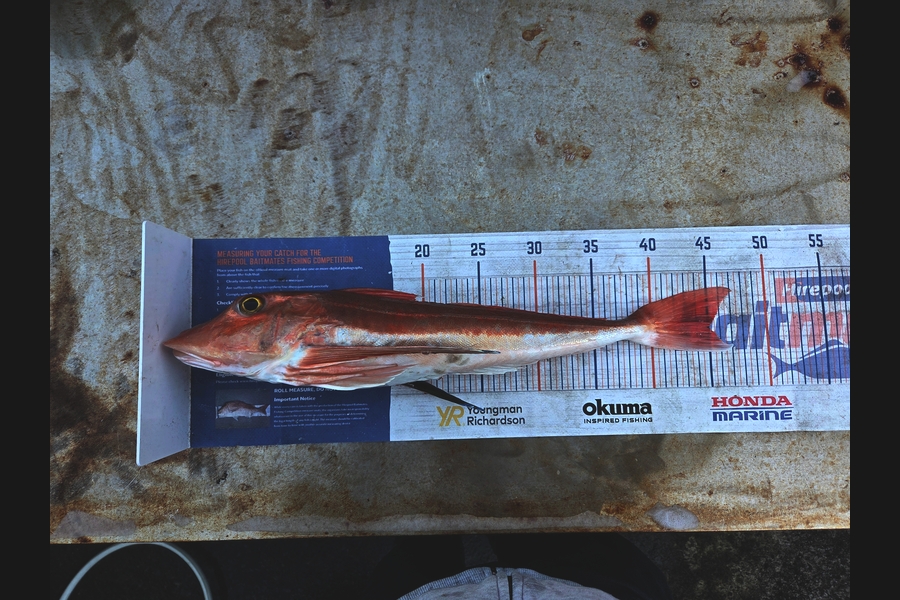 Robert Falconer caught this 45.0cm Gurnard at Taranaki during The Export NZ Fishing Competition