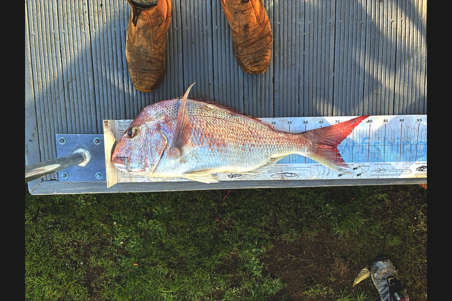 Tim  Odonoghue caught this 70.0cm Snapper at Waikato during The Export NZ Fishing Competition