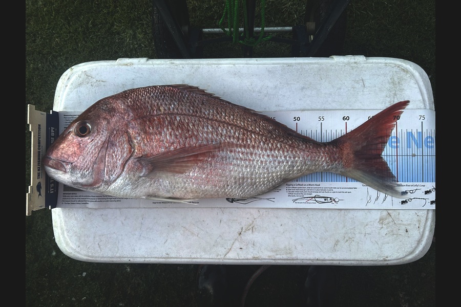 Hilman Solomon caught this 66.5cm Snapper at Waikato during The Export NZ Fishing Competition