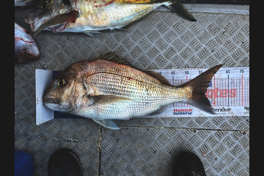 Kraig Steiner caught this 56.5cm Snapper at Northland during The Export NZ Fishing Competition