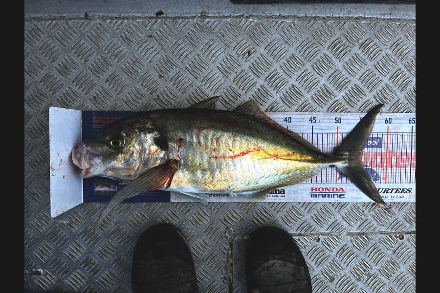 Kraig Steiner caught this 55.0cm Trevally at Northland during The Export NZ Fishing Competition