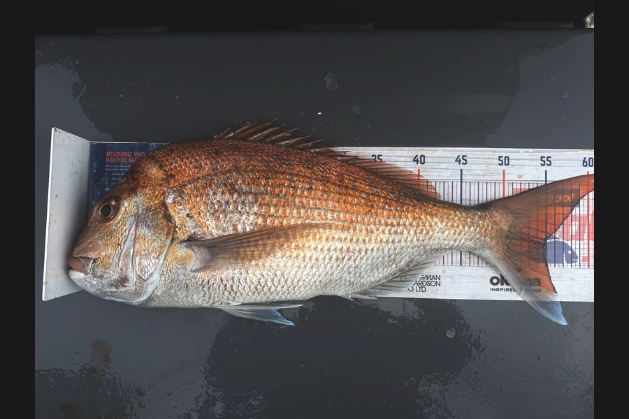 Tim  Kolk caught this 55.0cm Snapper at Nelson/Marlborough during The Export NZ Fishing Competition