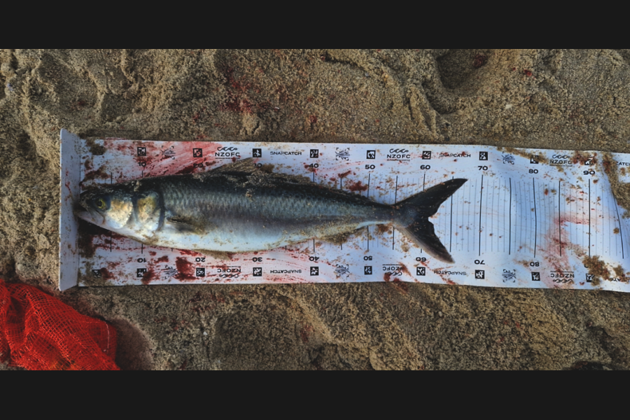 Craig Nelder caught this 61.0cm Kahawai at Northland during The Export NZ Fishing Competition