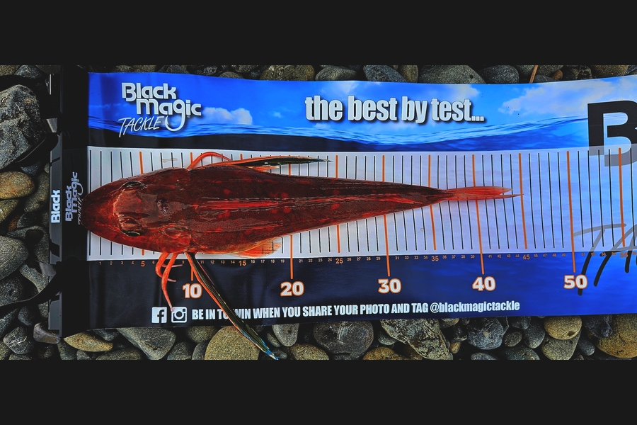 Kane Wrigglesworth  caught this 42.5cm Gurnard at Bay of Plenty during The Export NZ Fishing Competition