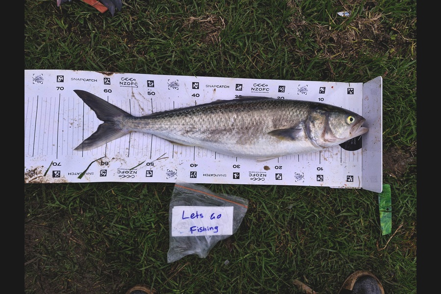 Rosie Phillips caught this 60.5cm Kahawai at Northland during The Export NZ Fishing Competition