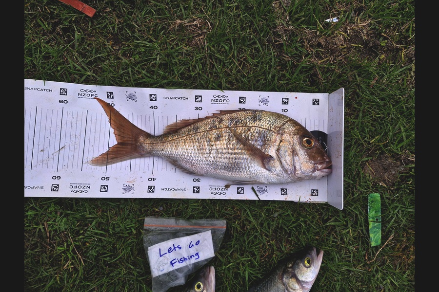 Rosie Phillips caught this 48.0cm Snapper at Northland during The Export NZ Fishing Competition