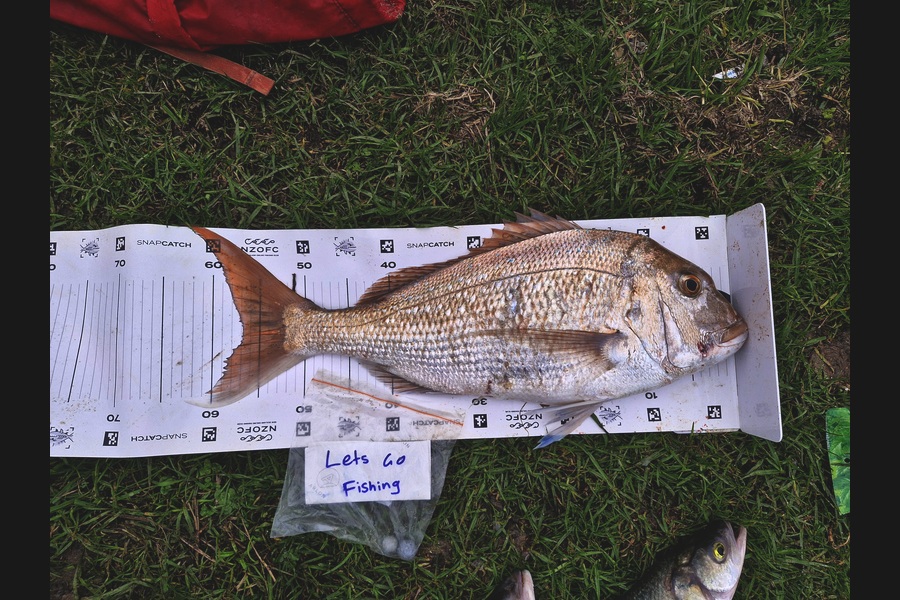 Craig Nelder caught this 56.5cm Snapper at Northland during The Export NZ Fishing Competition