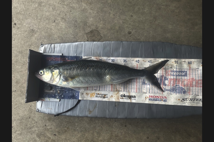 Graeme Duncan caught this 46.5cm Kahawai at Bay of Plenty during The Export NZ Fishing Competition