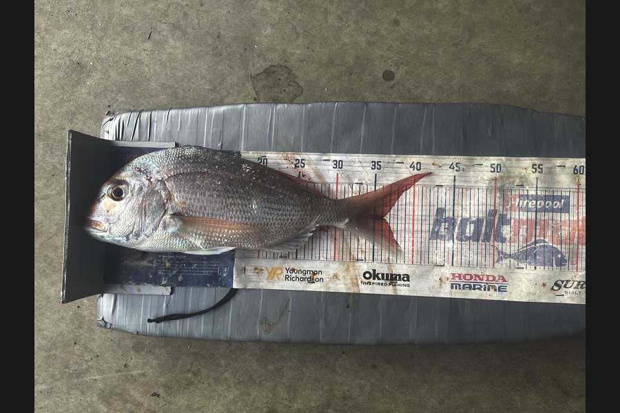 Graeme Duncan caught this 36.0cm Snapper at Bay of Plenty during The Export NZ Fishing Competition