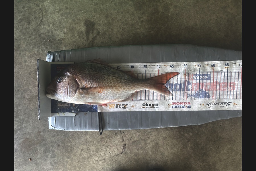 Graeme Duncan caught this 42.0cm Snapper at Bay of Plenty during The Export NZ Fishing Competition