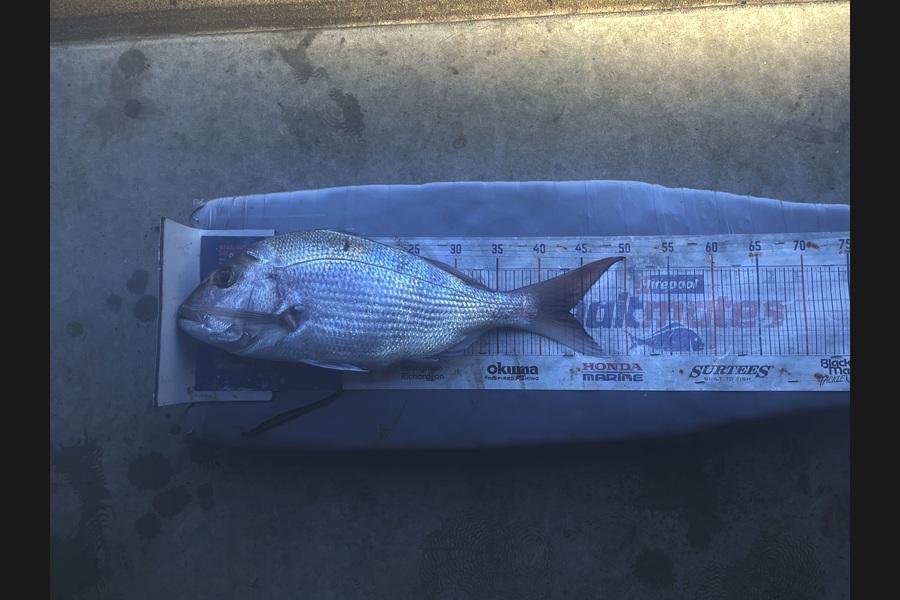 Graeme Duncan caught this 43.5cm Snapper at Bay of Plenty during The Export NZ Fishing Competition