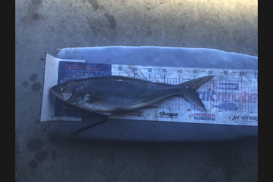 Graeme Duncan caught this 45.5cm Kahawai at Bay of Plenty during The Export NZ Fishing Competition