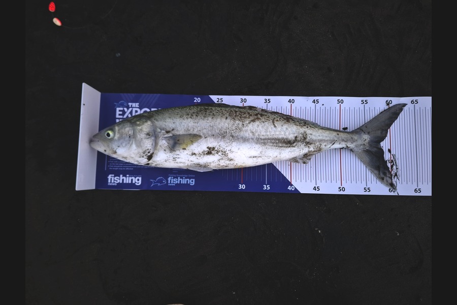 Jordan Hamilton caught this 57.5cm Kahawai at Auckland during The Export NZ Fishing Competition