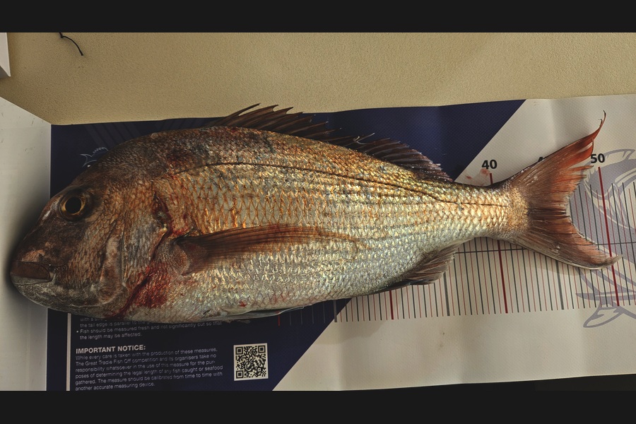 John Hickey caught this 46.0cm Snapper at Auckland during The Export NZ Fishing Competition