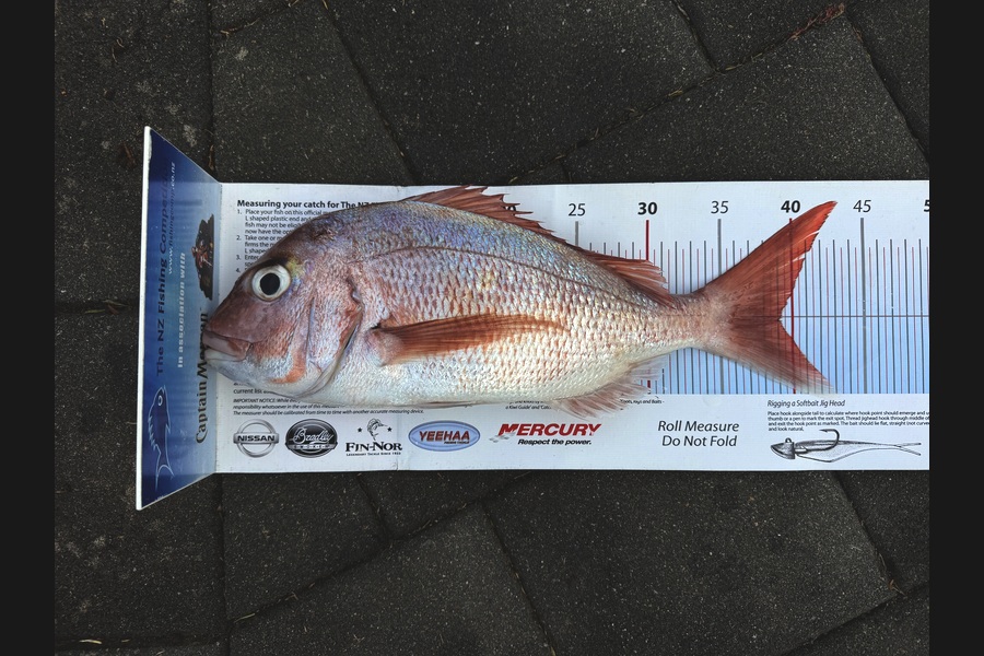 Matt Simcox caught this 39.0cm Snapper at Auckland during The Export NZ Fishing Competition
